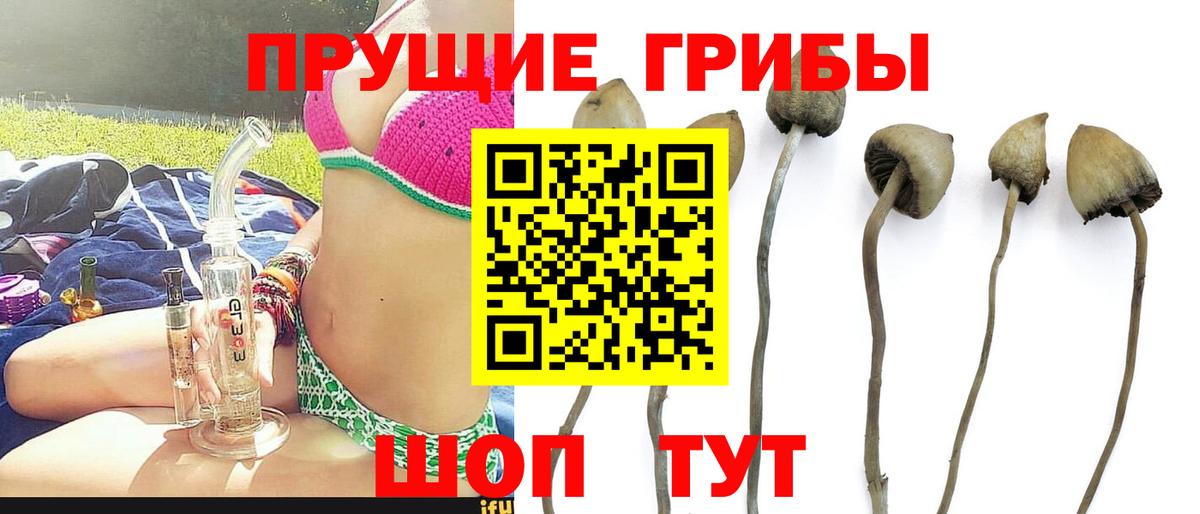 Псилоцибиновые грибы Psilocybine cubensis  Вход с VPN  Королёв 